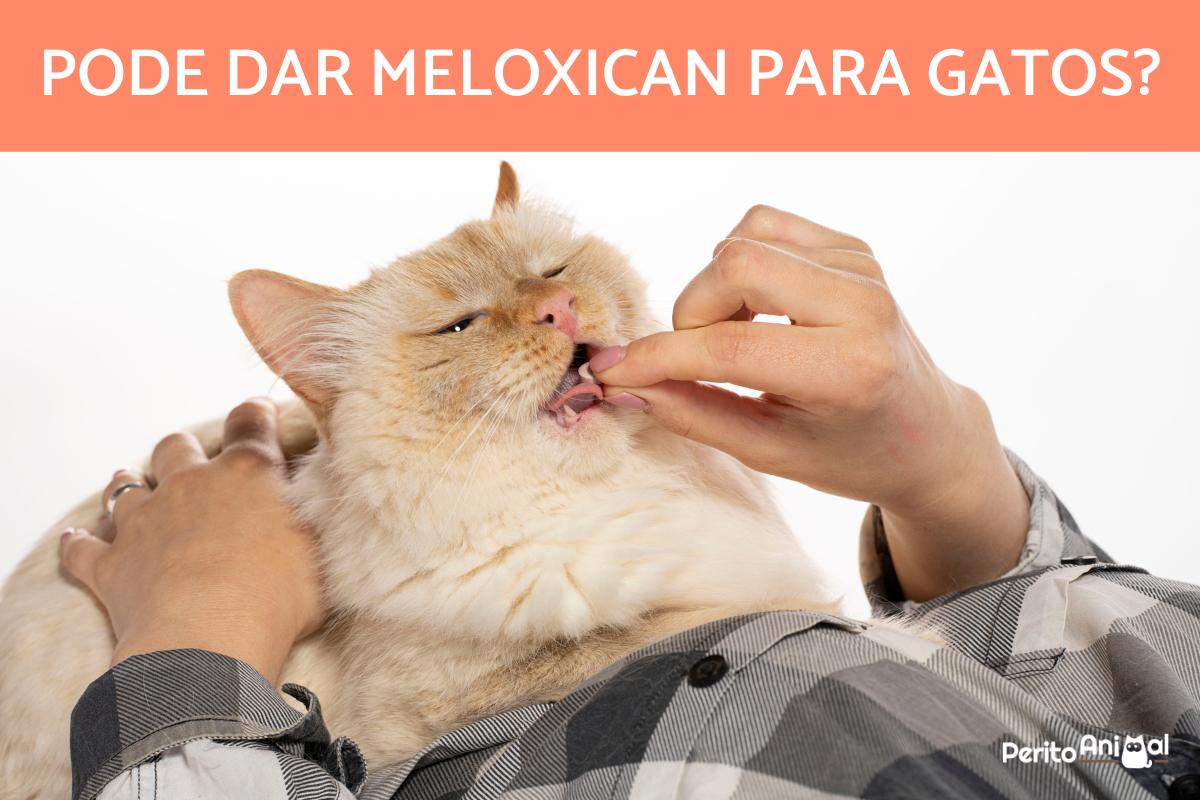 Pode dar meloxican para gatos?