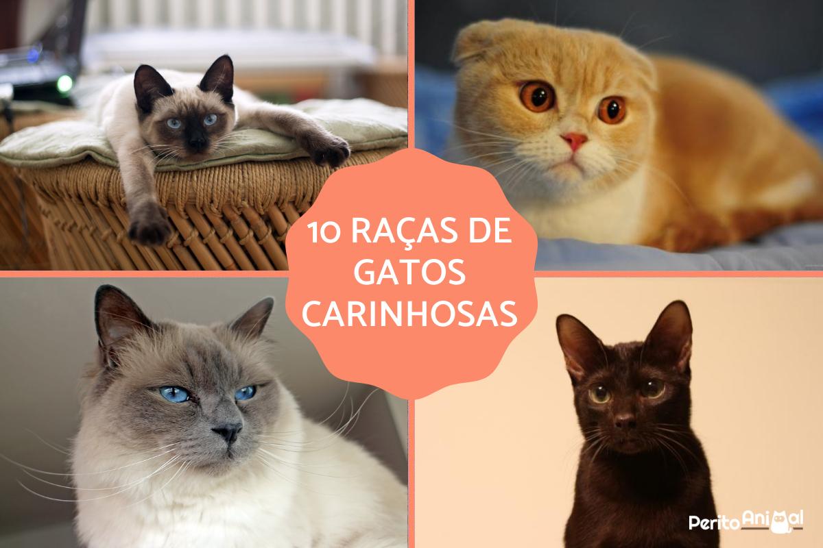 As raças de gatos mais carinhosas