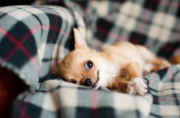 Como cuidar de um cachorro com hidrocefalia? - Hidrocefalia em cachorros: prevenção e diagnóstico