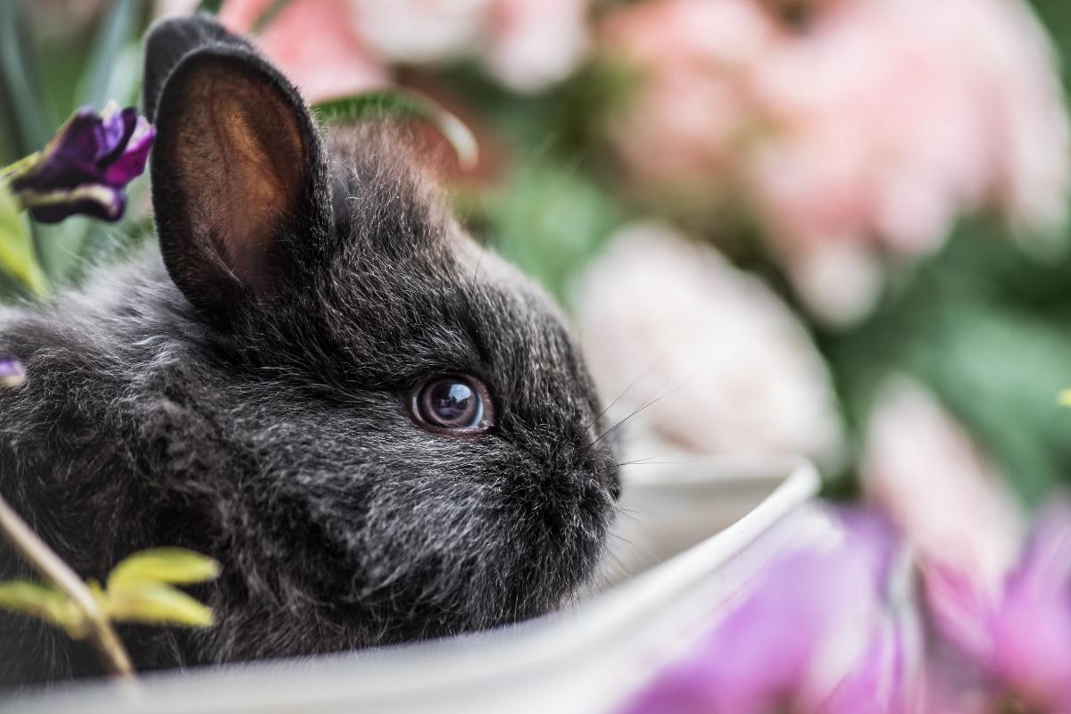 Pode dar banho em coelho?