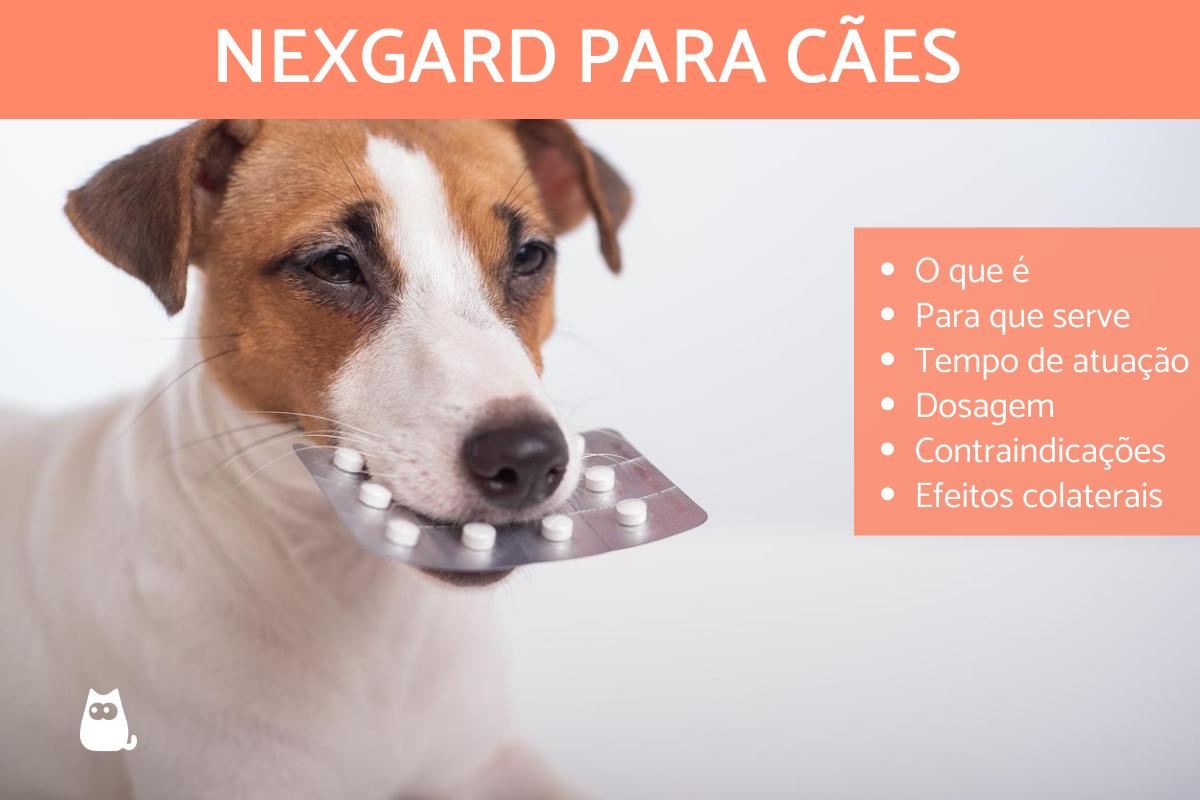 NexGard para cães - Bula e para que serve