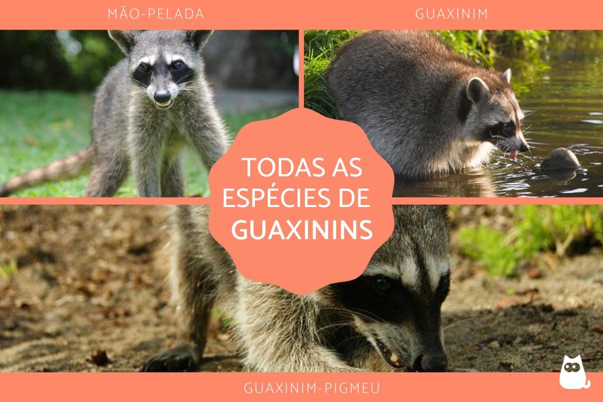 Tipos de guaxinins