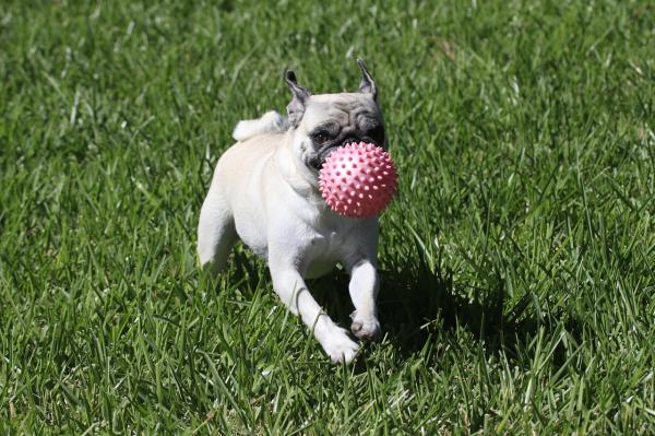 Brinquedos não recomendados para cachorros - A importância dos brinquedos para cachorros