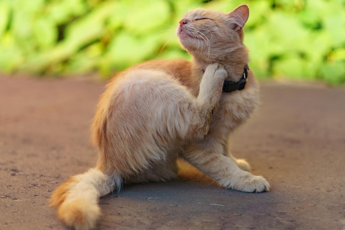 Ácaros em gatos - Sintomas, tratamento e contágio