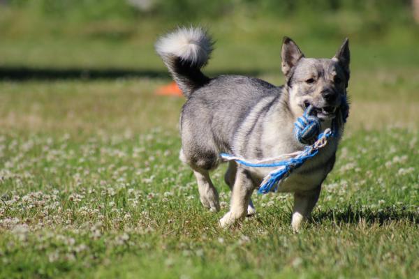Brinquedos não recomendados para cachorros - Brinquedos de puxar feitos de corda