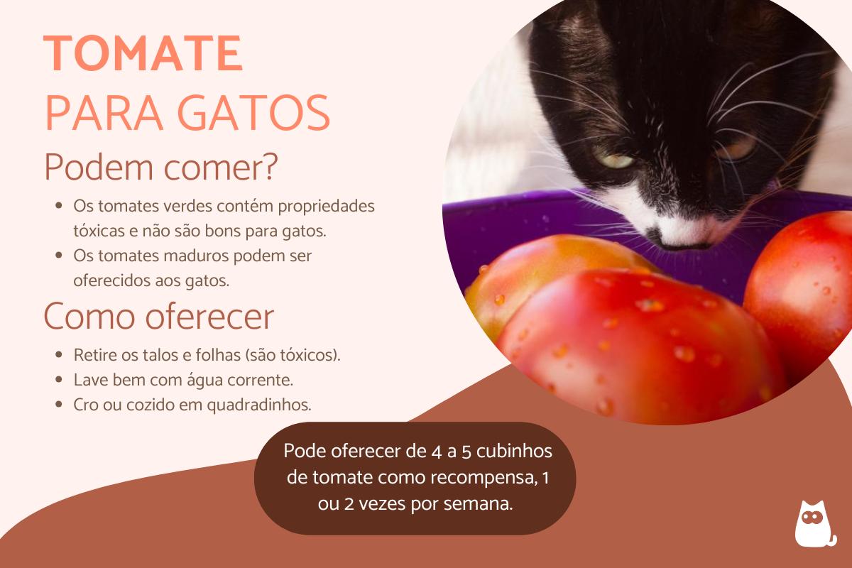 Gato pode comer tomate?