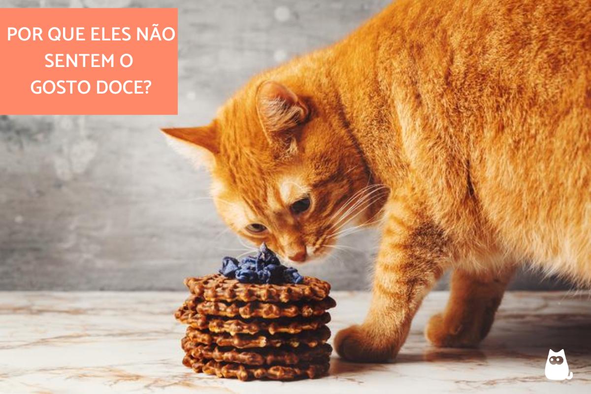 Por que os gatos não sentem gosto de doce?