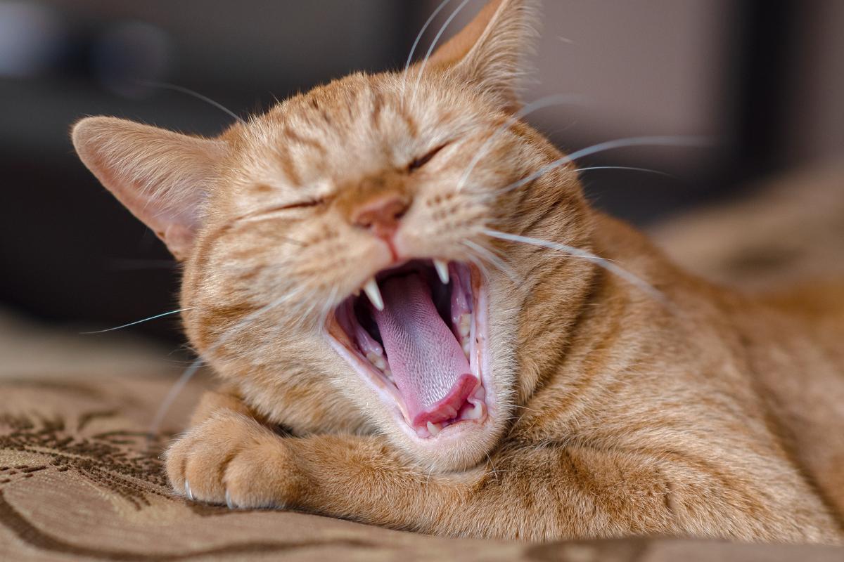 Quantos dentes tem um gato?