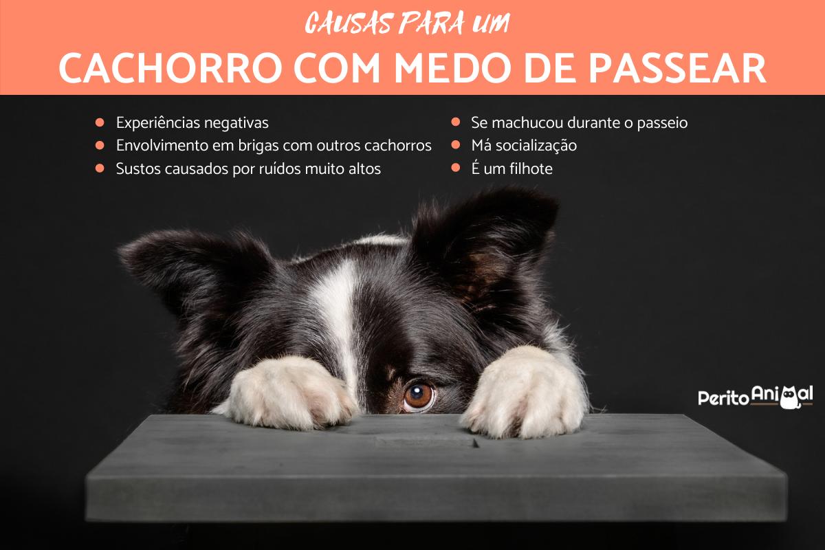Cachorro com medo de passear: causas e soluções