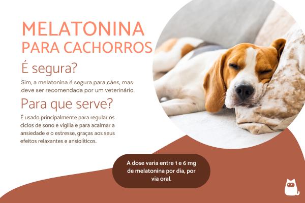 Melatonina para cachorro: doses e usos