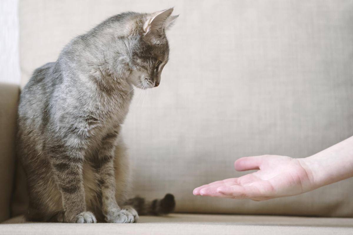 Por que meu gato não deita em cima de mim?