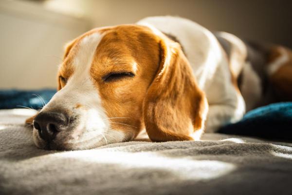 Melatonina para cachorro: doses e usos - Quais são os efeitos da melatonina em cachorros?