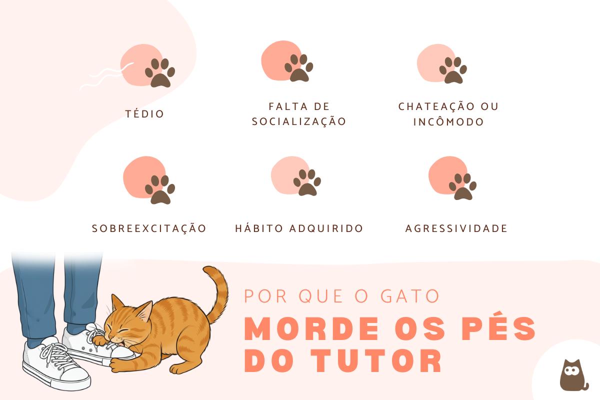 Por que os gatos mordem os tutores nos pés?