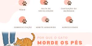 Por que os gatos mordem os tutores nos pés?