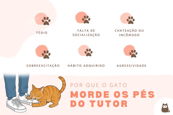 Por que os gatos mordem os tutores nos pés?