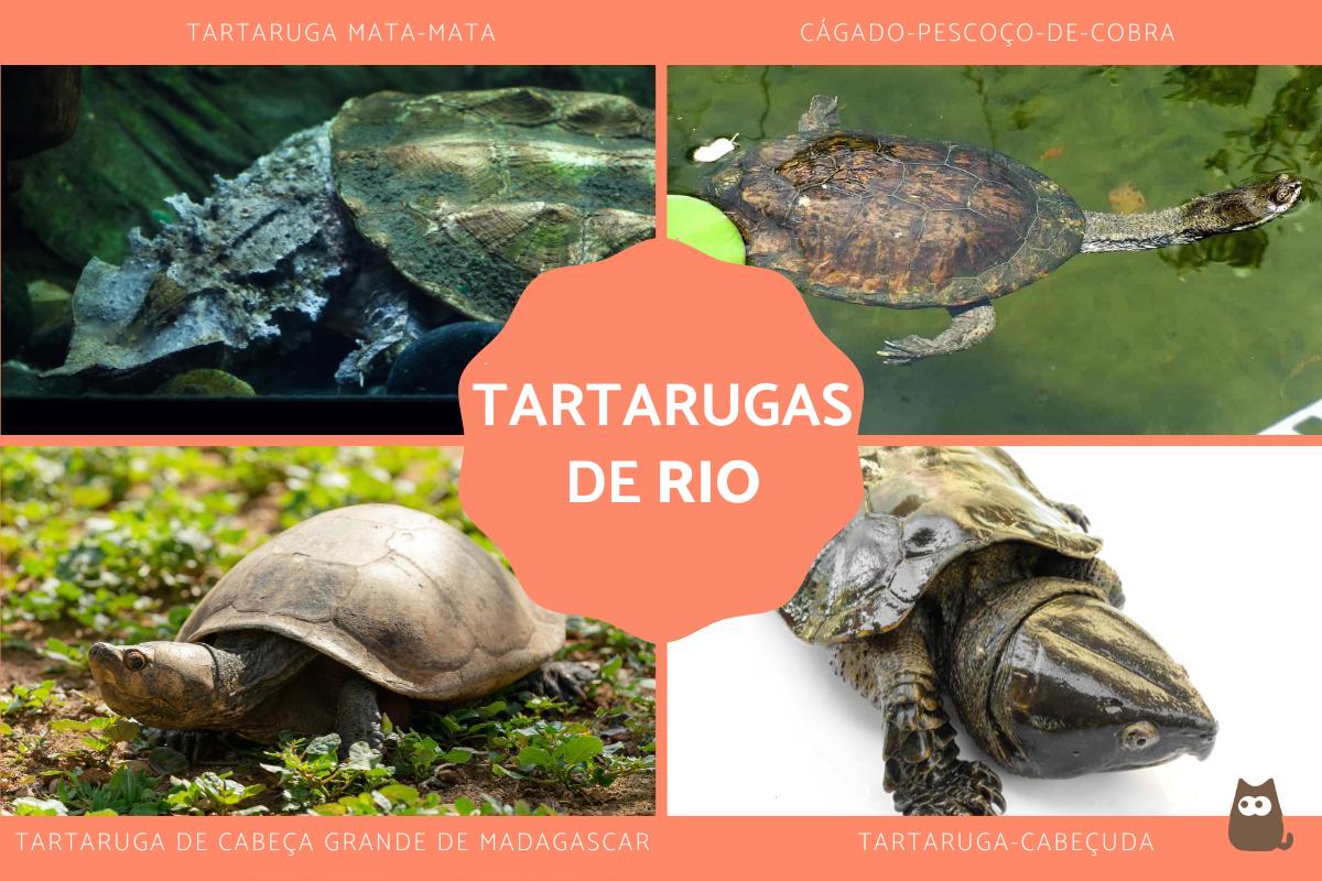 Tartarugas de rio
