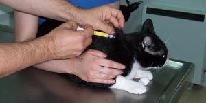 Vacina quíntupla (V5) para gatos - Para que serve e efeitos colaterais