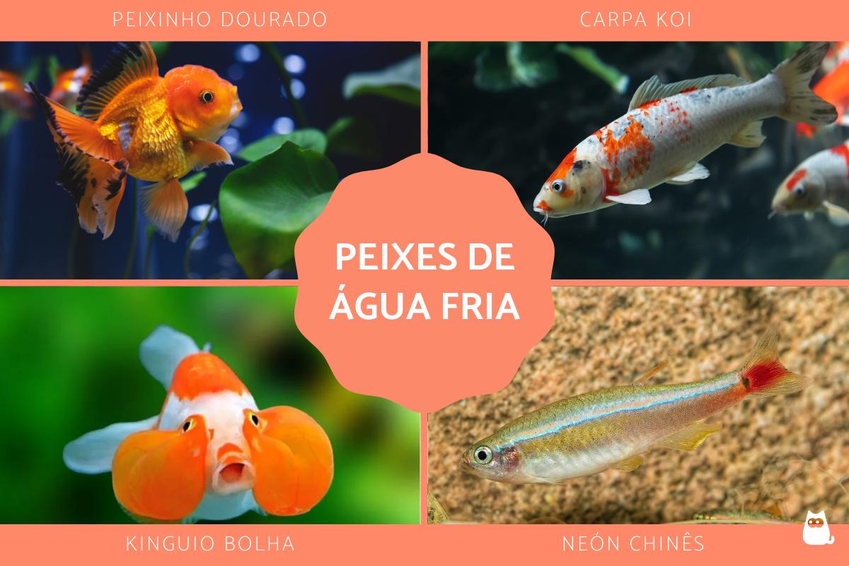 Peixes de água fria