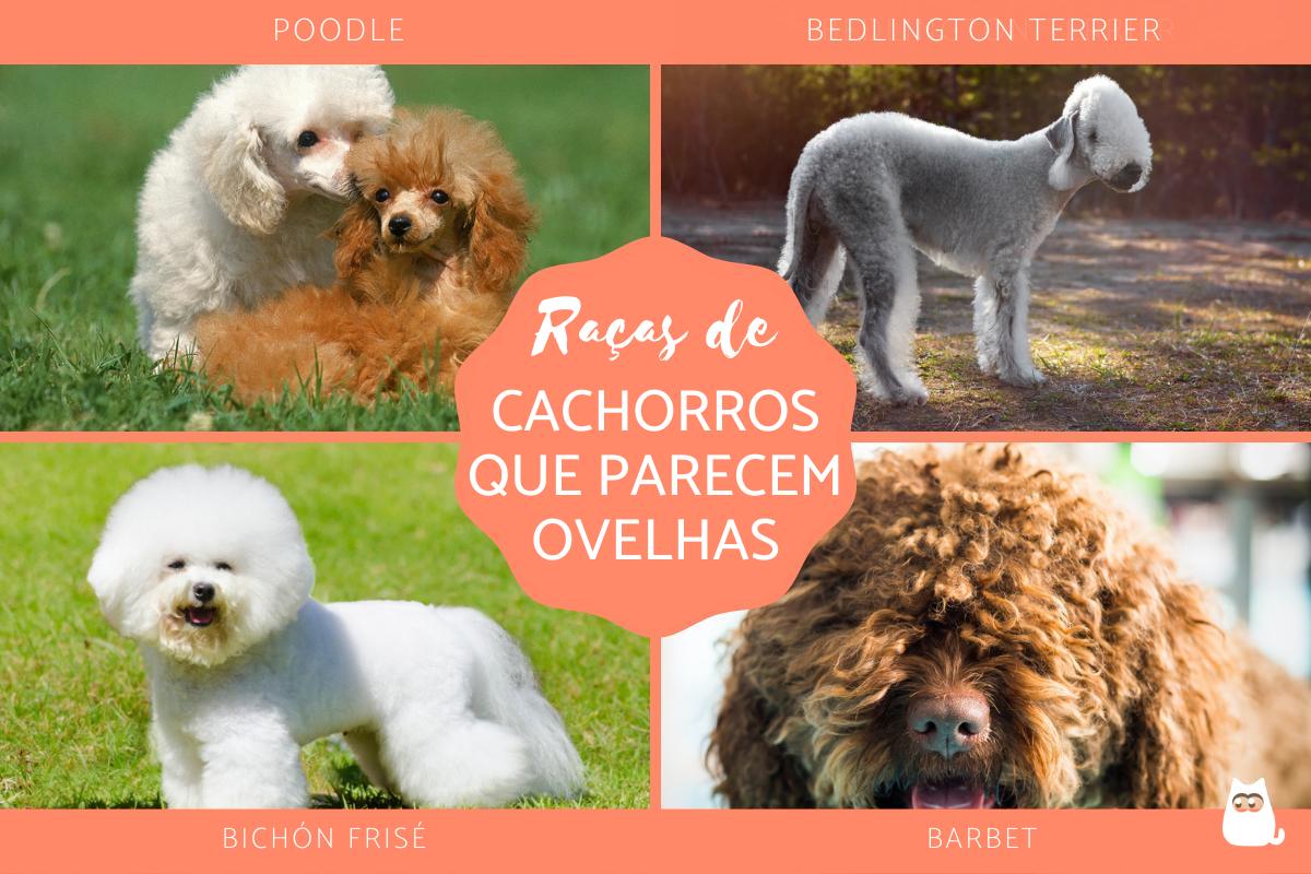 8 raças de cachorros que parecem ovelhas