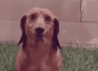 Cachorro sorrindo: é possível? -