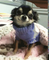 Cachorro sorrindo: é possível? -