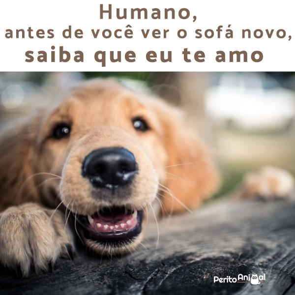 Cachorro sorrindo: é possível? -