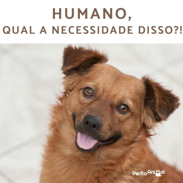 Cachorro sorrindo: é possível? -