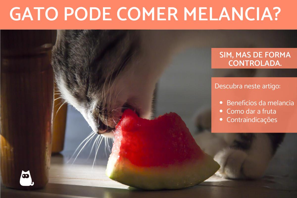 Gato pode comer melancia?