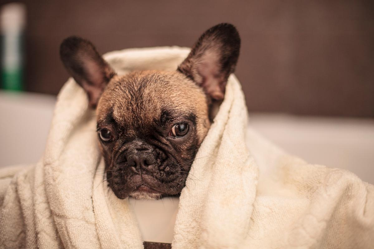 Pode dar banho em cachorro filhote com 2 meses?