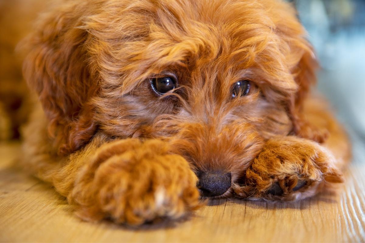 Cachorro pode morrer de tristeza?