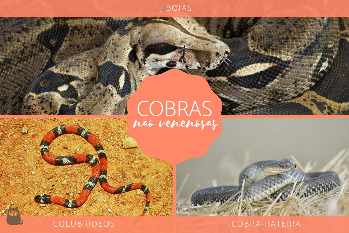 Tipos de cobras não venenosas