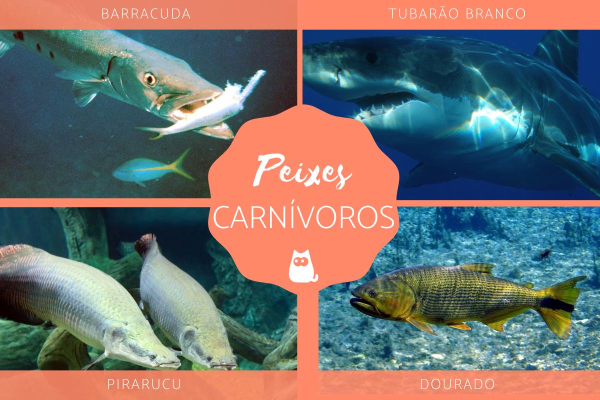 Peixes carnívoros - Tipos, nomes e exemplos