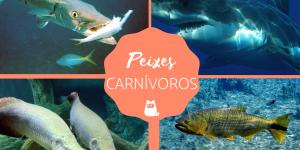 Peixes carnívoros - Tipos, nomes e exemplos