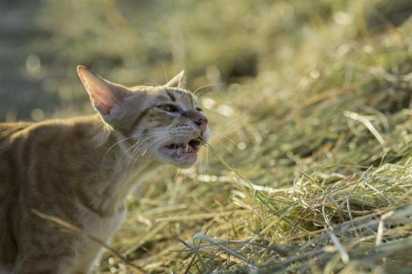 Por que os gatos comem grama? - Por que o gato come grama e vomita?