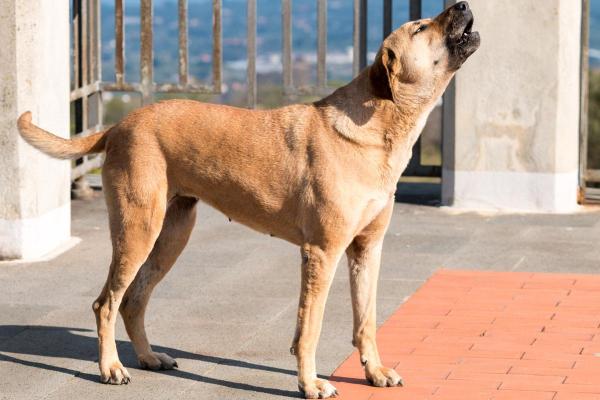 Por que os cães uivam em casa? - Territorialidade