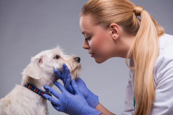 Posso dar anti-inflamatórios ao meu cachorro? - Anti-inflamatório para cachorros