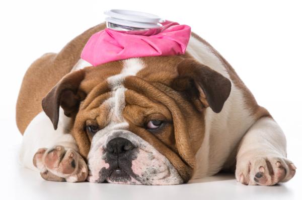 Posso dar anti-inflamatórios ao meu cachorro? - Efeitos colaterais dos anti-inflamatórios para cachorros