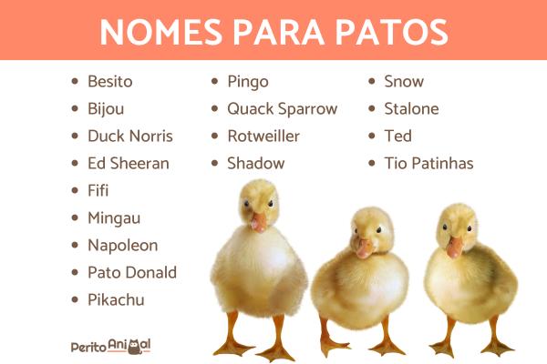 Nomes para patos