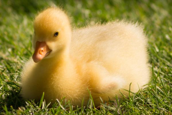 Nomes para patos - Nomes para patos amarelos