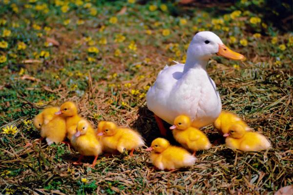 Nomes para patos - Nomes para patos brancos