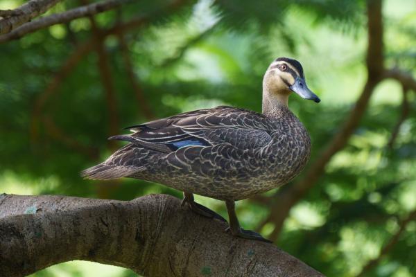 Nomes para patos - Nomes para patos pretos