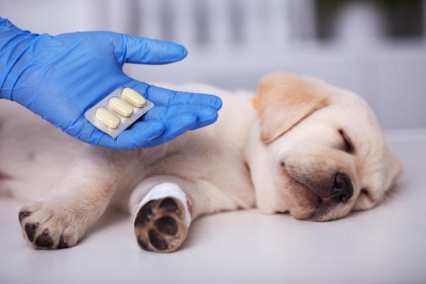 Posso dar anti-inflamatórios ao meu cachorro?