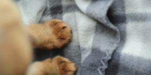 Unha de cachorro inflamada: causas e como tratar