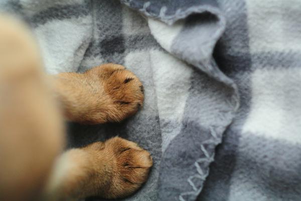 Unha de cachorro inflamada: causas e como tratar