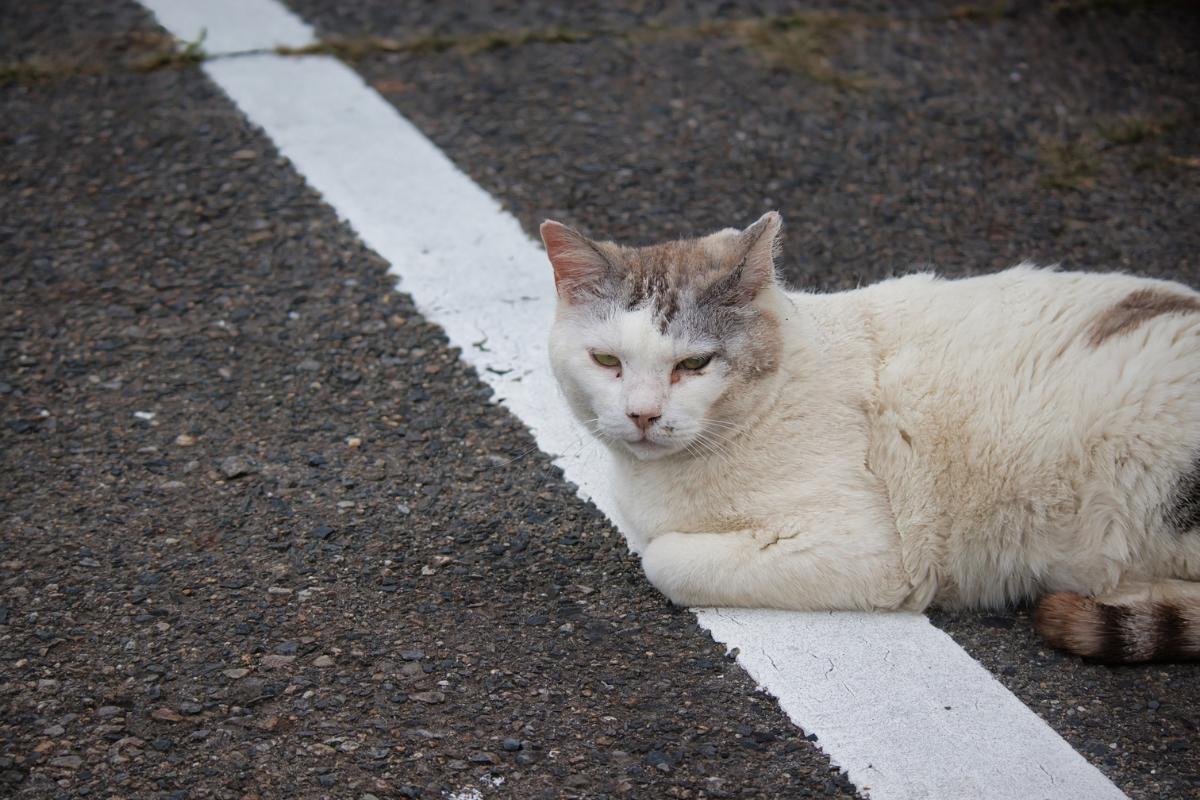 Como posso ajudar um gato ferido?