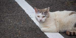 Como posso ajudar um gato ferido?