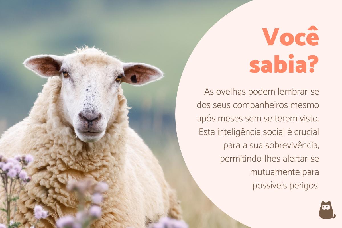 Curiosidade sobre as ovelhas
