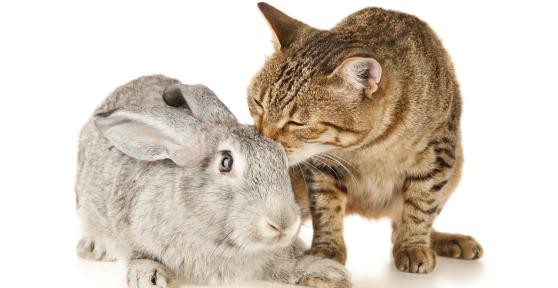 Convivência entre gatos e coelhos
