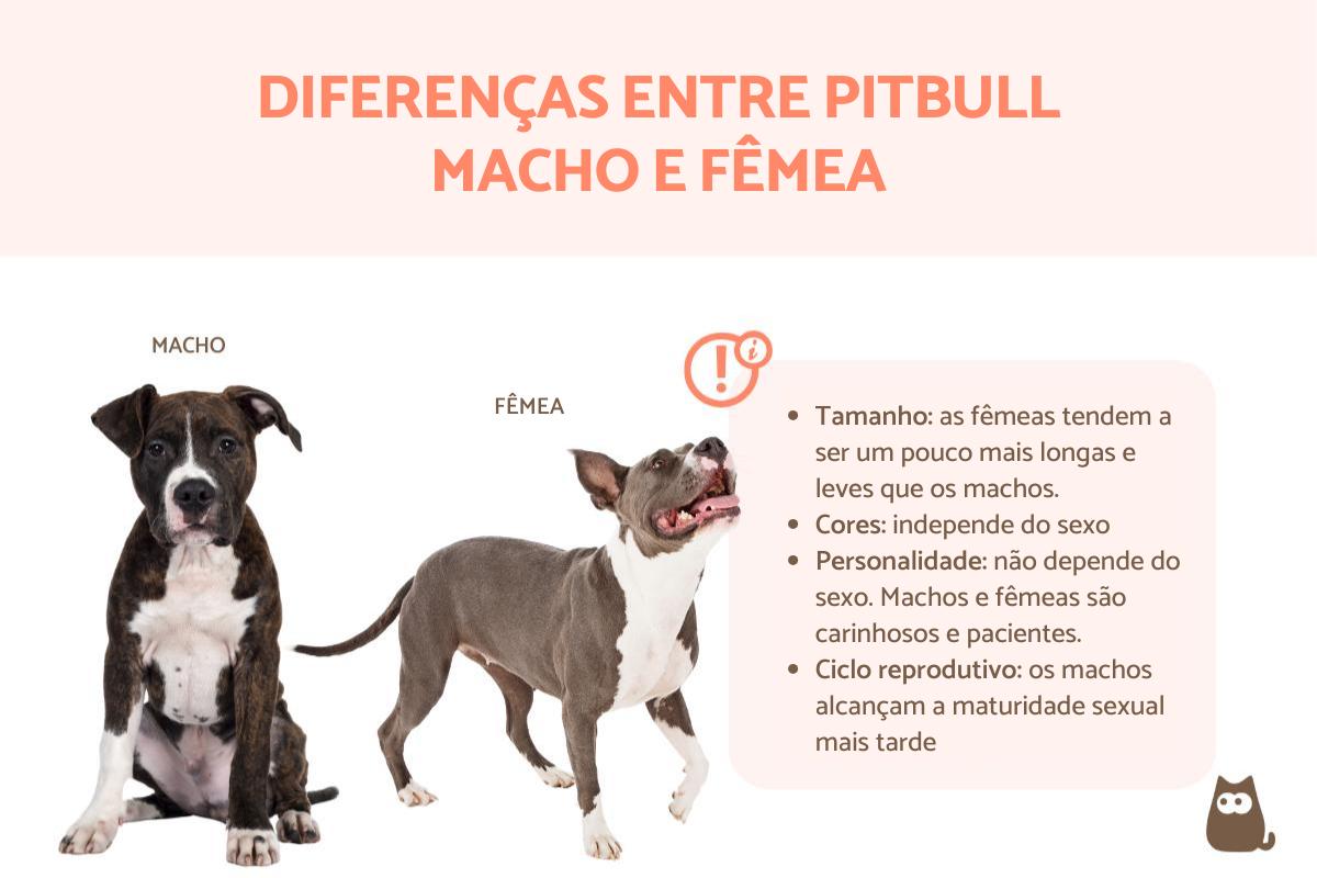 Diferenças entre pitbull macho e fêmea