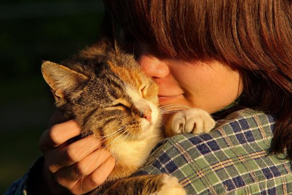 Os gatos reconhecem as pessoas?